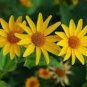 50 PCS Seeds Heliopsis Helianthoides
