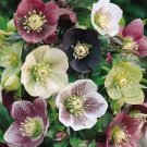 100 PCS Seeds Helleborus Seeds Mixed 8 Types