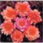 100 PCS Seeds Helleborus Seeds Mixed 8 Types