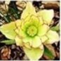 100 PCS Seeds Helleborus Seeds Mixed 8 Types