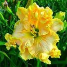 100 PCS Seeds Hemerocallis Bonsai 100 PCS Seeds Hemerocallis Bonsai
