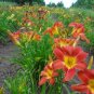 100 PCS Seeds Hemerocallis Bonsai