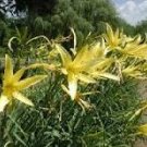 10 PCS Seeds Hemerocallis Citrina Baroni 10 PCS Seeds Hemerocallis Citrina Baroni