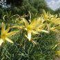 10 PCS Seeds Hemerocallis Citrina Baroni