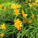 100 PCS Seeds Hemerocallis Middendorffii Daylily