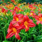 150 PCS Seeds Hemerocallis Middendorffii Daylily Bonsai Perennial Flower