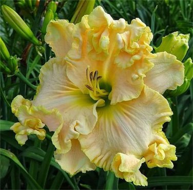 100 PCS Seeds Hemerocallis Seeds Mixed 6 Colors