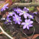 100 PCS Seeds Hepatica Nolilis Bonsai Flower Beautiful Watch Bonsai Plants