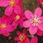 100 PCS Seeds Hepatica Nolilis Bonsai Flower Beautiful Watch Bonsai Plants