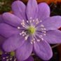 100 PCS Seeds Hepatica Nolilis Bonsai Flower Beautiful Watch Bonsai Plants
