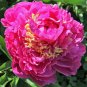 6 PCS Seeds Herbaceous Peony Flower
