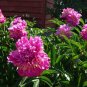 6 PCS Seeds Herbaceous Peony Flower