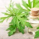 100 PCS Seeds Heriloom Herbs Plant Mugwort 100 PCS Seeds Heriloom Herbs Plant Mugwort
