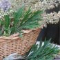 100 PCS Seeds Heriloom Herbs Plant Mugwort
