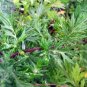 100 PCS Seeds Heriloom Herbs Plant Mugwort