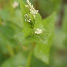 35 PCS Seeds Herbs Plant Tartary Buckwheat Flowers 35 PCS Seeds Herbs Plant Tartary Buckwheat Flowers