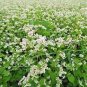 35 PCS Seeds Herbs Plant Tartary Buckwheat Flowers