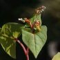35 PCS Seeds Herbs Plant Tartary Buckwheat Flowers
