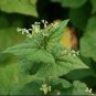 35 PCS Seeds Herbs Plant Tartary Buckwheat Flowers