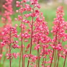 200 PCS Seeds Heuchera 'Coral Bell'