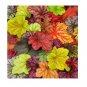 200 PCS Seeds Heuchera 'Coral Bell'