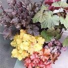 100 PCS Seeds Heuchera