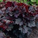 100 PCS Seeds Heuchera micrantha