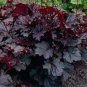 100 PCS Seeds Heuchera micrantha