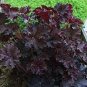 100 PCS Seeds Heuchera micrantha