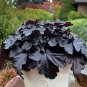 100 PCS Seeds Heuchera micrantha