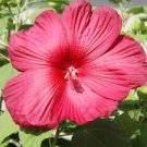 25 PCS Seeds Hibiscus Moscheutos Flower 25 PCS Seeds Hibiscus Moscheutos Flower