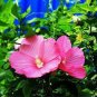 25 PCS Seeds Hibiscus Moscheutos Flower