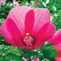 25 PCS Seeds Hibiscus Moscheutos Flower