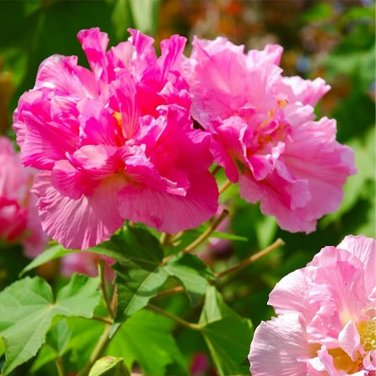 20 PCS Seeds Hibiscus mutabilis Seeds Light Pink Double Flowers
