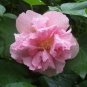 20 PCS Seeds Hibiscus mutabilis Seeds Light Pink Double Flowers