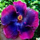 200 PCS Seeds Hibiscus Plants Seeds Sky Blue Purple Big Flowers with Light Pink Edge 200 PCS Seeds Hibiscus Plants Seeds Sky Blue Purple Big Flowers with Light Pink Edge
