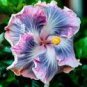 200 PCS Seeds Hibiscus Plants Seeds Sky Blue Purple Big Flowers with Light Pink Edge