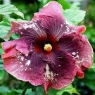 200 PCS Seeds Hibiscus ROSA-SINENSIS Flower Seeds Dark Flowers with White Damask Edge 200 PCS Seeds Hibiscus ROSA-SINENSIS Flower Seeds Dark Flowers with White Damask Edge