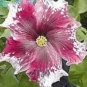 200 PCS Seeds Hibiscus ROSA-SINENSIS Flower Seeds Dark Flowers with White Damask Edge