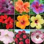 20 PCS Seeds Hibiscus Rosa-sinensis Perennial Flower