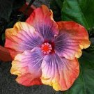 100 PCS Seeds Hibiscus Rosa-sinensis Perennial Flower Plant