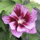 100 PCS Seeds Hibiscus syriacus Althaea Rose Mallow Ketmie Hardy Shrub