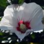 100 PCS Seeds Hibiscus syriacus Althaea Rose Mallow Ketmie Hardy Shrub