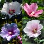 100 PCS Seeds Hibiscus syriacus Althaea Rose Mallow Ketmie Hardy Shrub