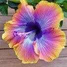 100 PCS Seeds Hibiscus White to Purple to Dark Purple Big Flowers