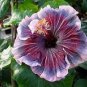 100 PCS Seeds Hibiscus White to Purple to Dark Purple Big Flowers