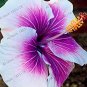 100 PCS Seeds Hibiscus White to Purple to Dark Purple Big Flowers