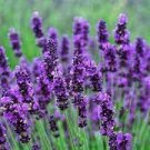 20 PCS Seeds Hidcote Blue Provence Lavender
