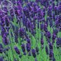 20 PCS Seeds Hidcote Blue Provence Lavender