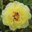 5 PCS Seeds High Noon Yellow Tree Peony Flower 5 PCS Seeds High Noon Yellow Tree Peony Flower